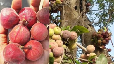 Old age can be stopped by Gular fruit, heart beat and sugar level will be controlled, know the opinion of experts