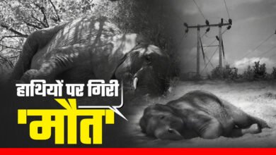3 elephants including a cub died due to 11 kV current, human-elephant conflict increased in the area