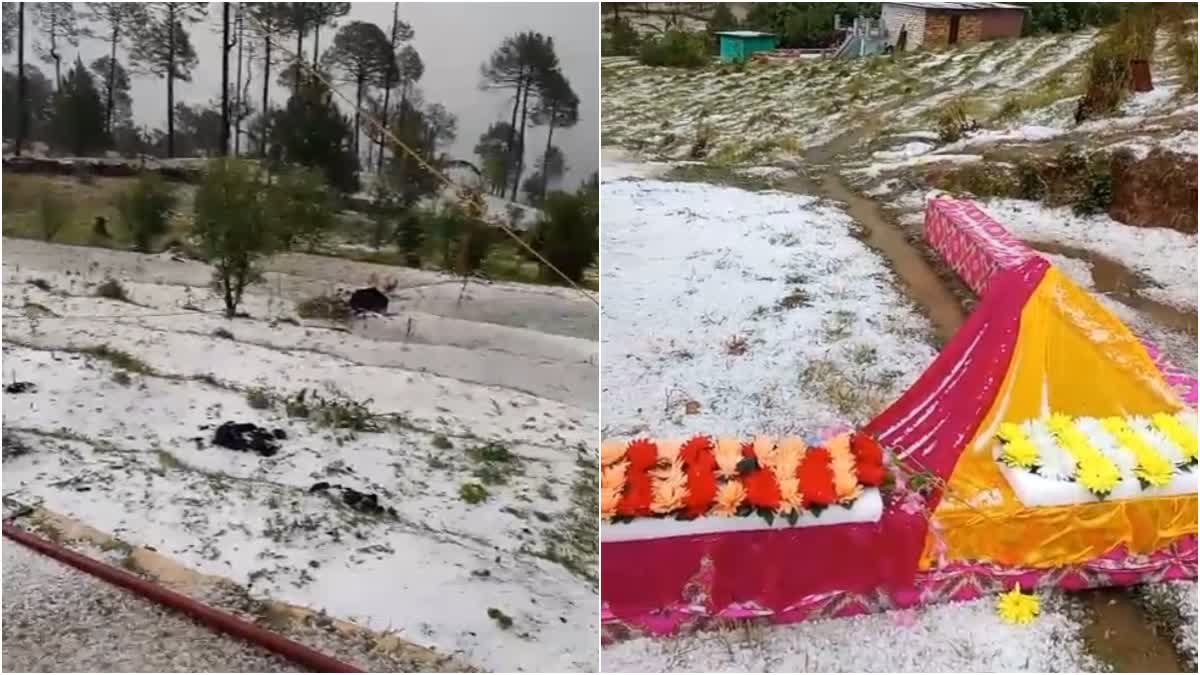 Unseasonal rain and hailstorm wreak havoc in Pithoragarh, farmers' hard work wasted
