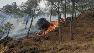 Nainital: Forest fire brought under control, departmental strategy and rural participation showed effect
