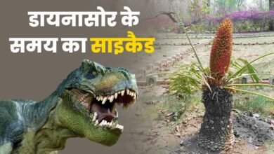 The first cycad garden built in Haldwani, Uttarakhand, extinct plants will get new life