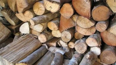 The magic of Uttarakhand's wood spreads across the country: Haldwani becomes the new hub of timber