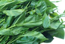 Gudmar: An effective Ayurvedic medicine for controlling diabetes