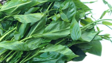 Gudmar: An effective Ayurvedic medicine for controlling diabetes