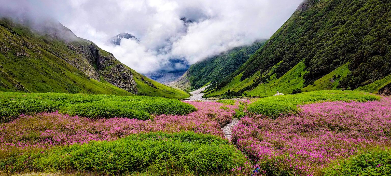 World famous Valley of Flowers in Chamoli opened for tourists