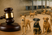 All Stray Dogs In Delhi-NCR To Be Moved To Shelters: Supreme Court